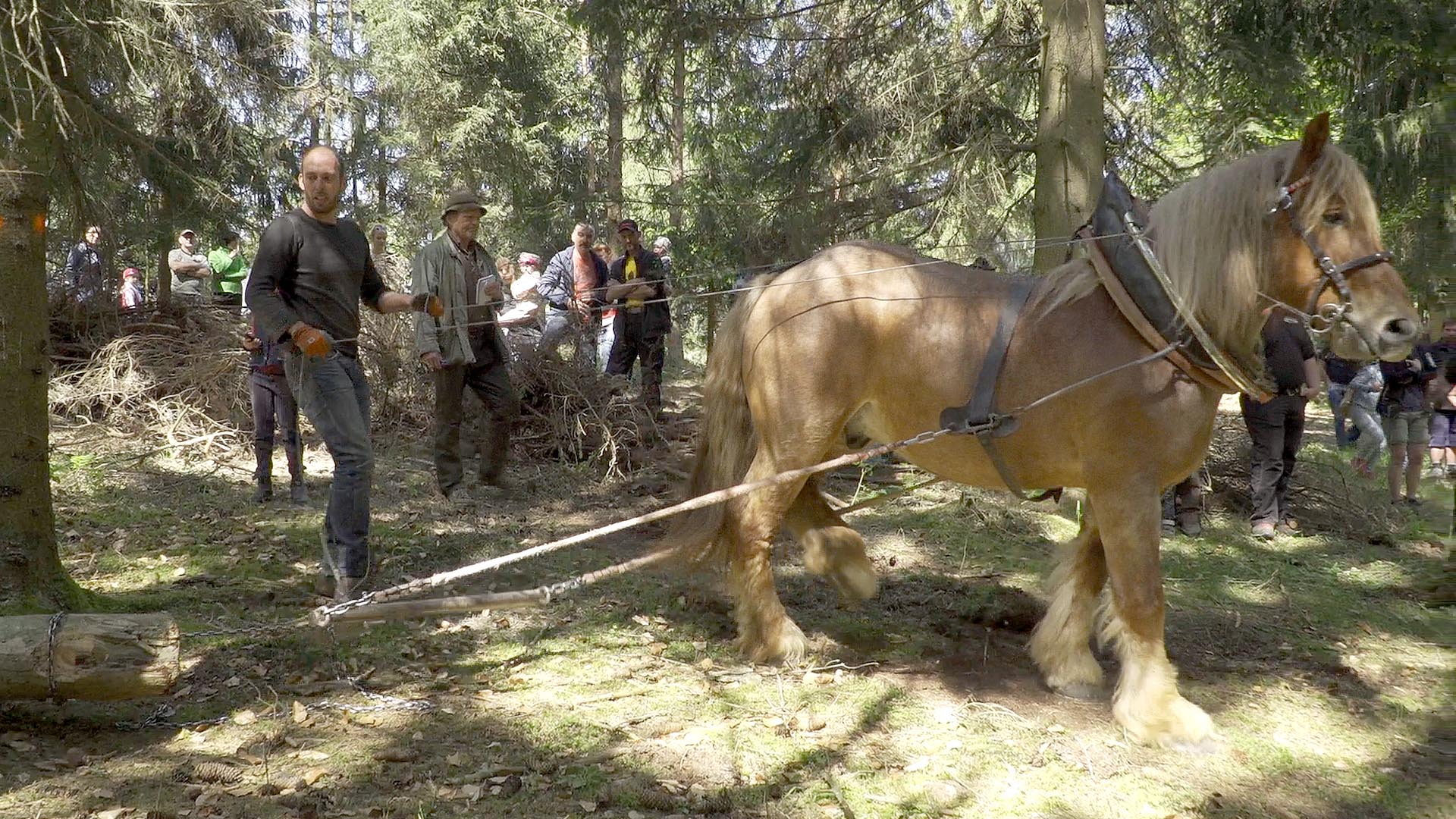 2018-05-05_holzruecken_Pferd_Gerthausen3