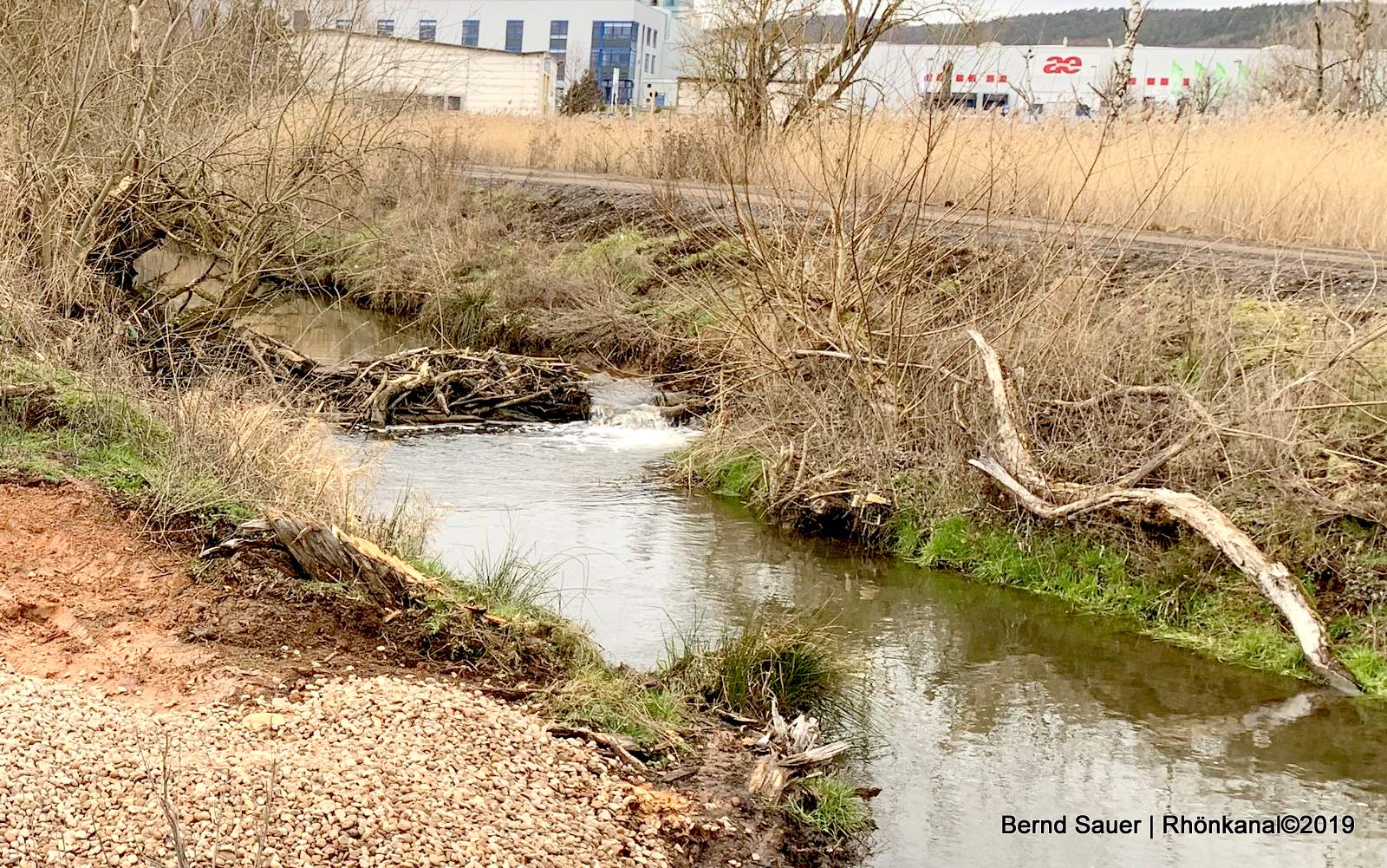 2019-04-04_Biber_Umgehungsgerinne_Gerstungen_Bernd-Sauer2
