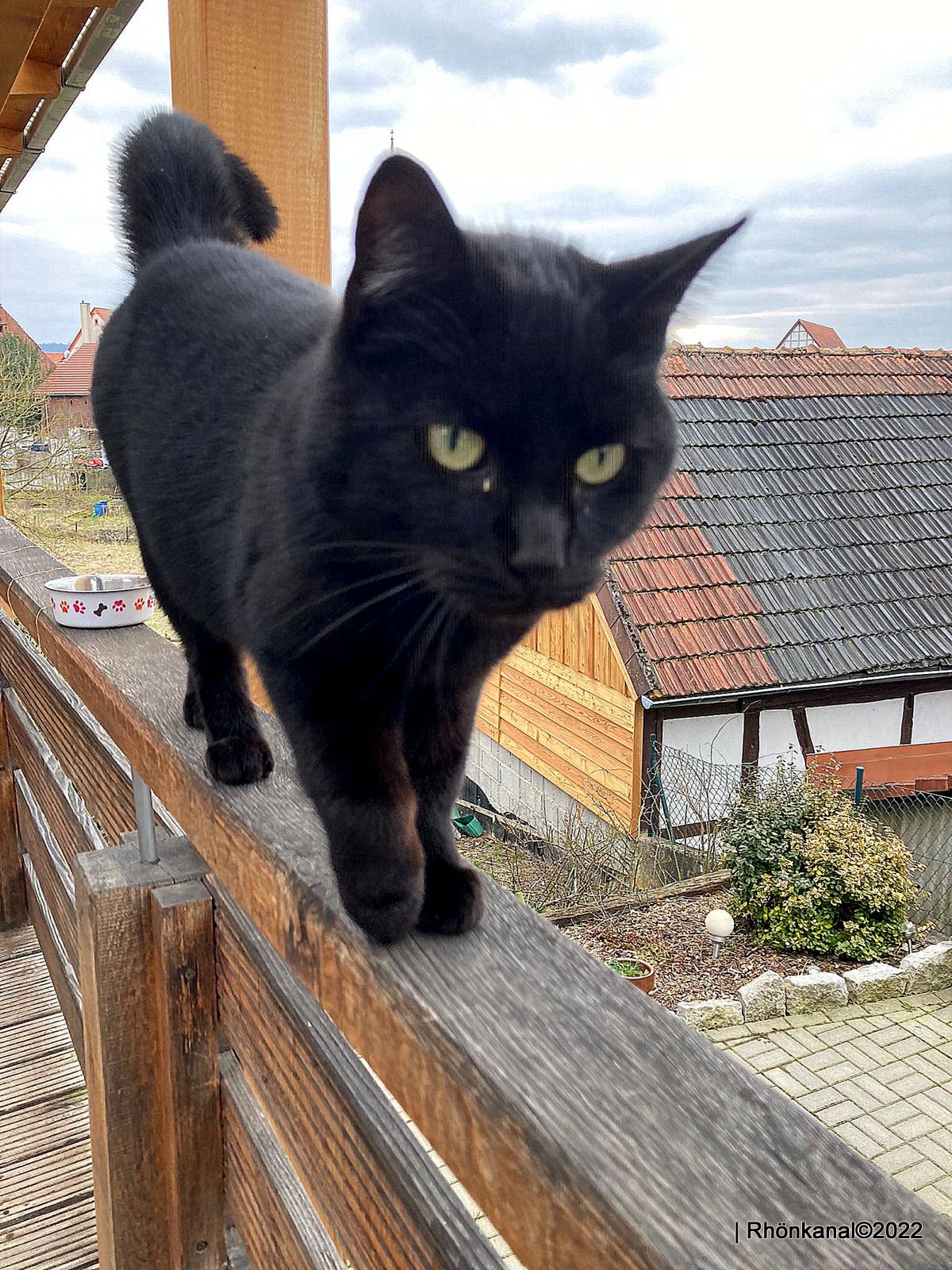 2022-03-15_Katze_Kater_Rasdorf_gefunden (3)