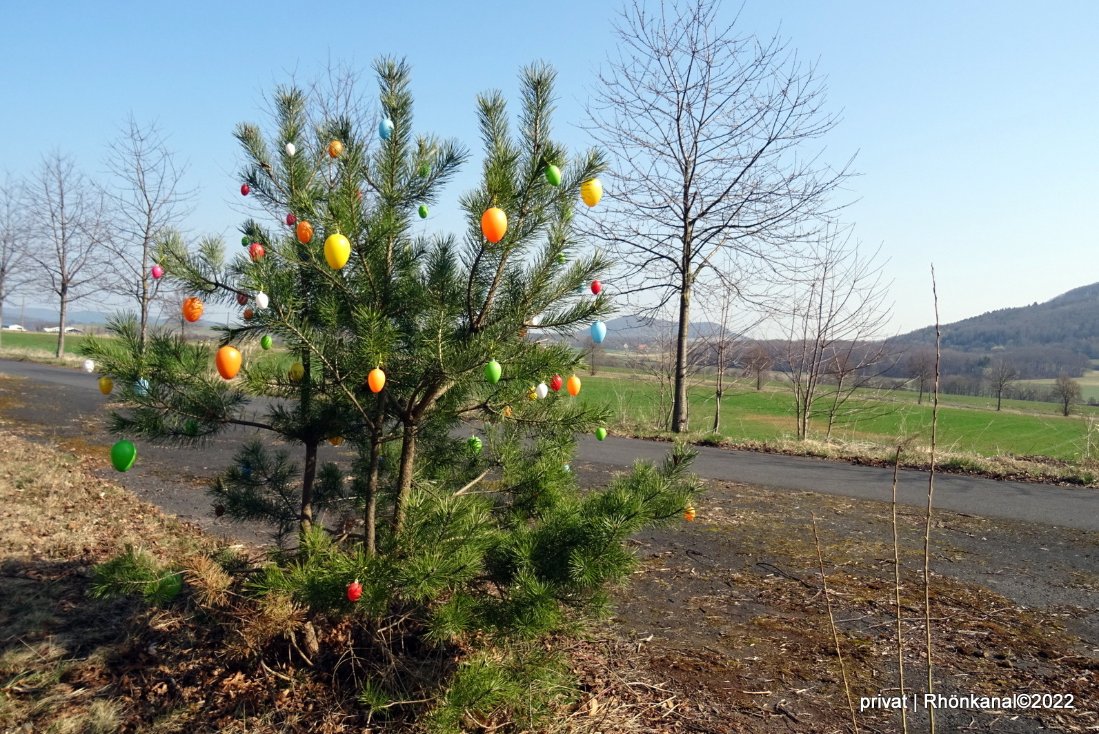 Kiefer mit österlichem Schmuck am Feldatalradweg