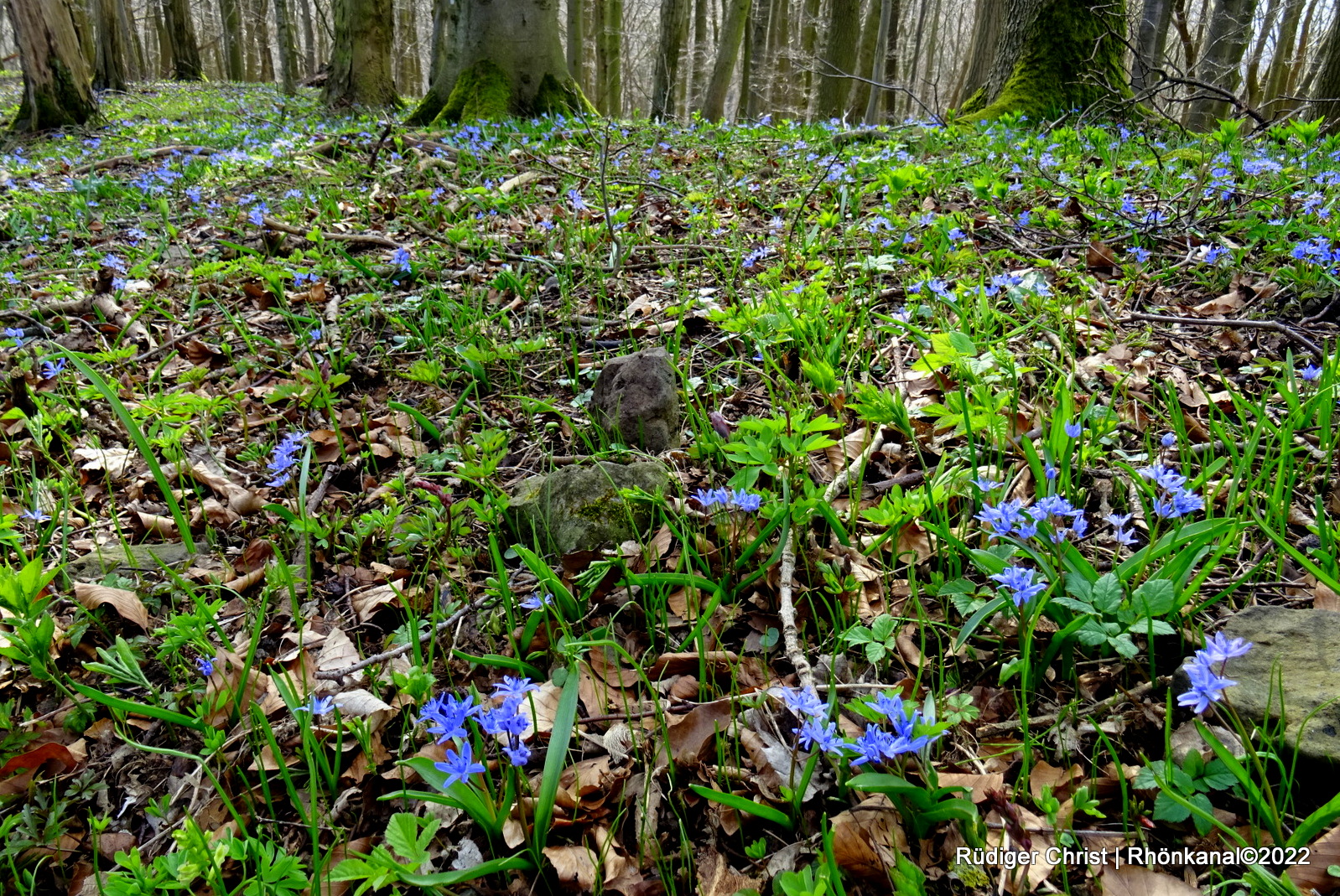 2022-03-28_Scilla_Scillablüte_Otzbach_Arzberg (2)