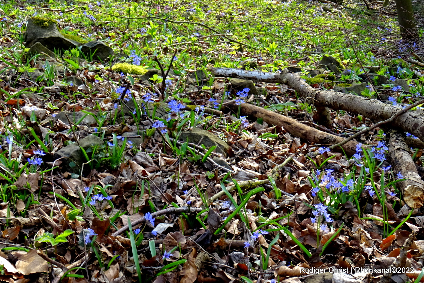 2022-03-28_Scilla_Scillablüte_Otzbach_Arzberg (3)