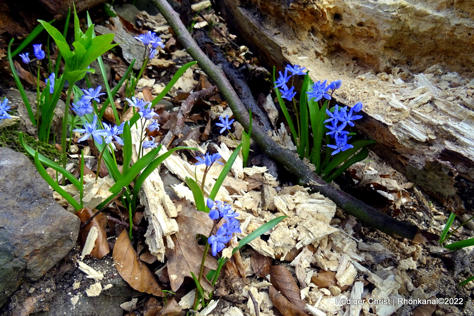 2022-03-28_Scilla_Scillablüte_Otzbach_Arzberg (8)