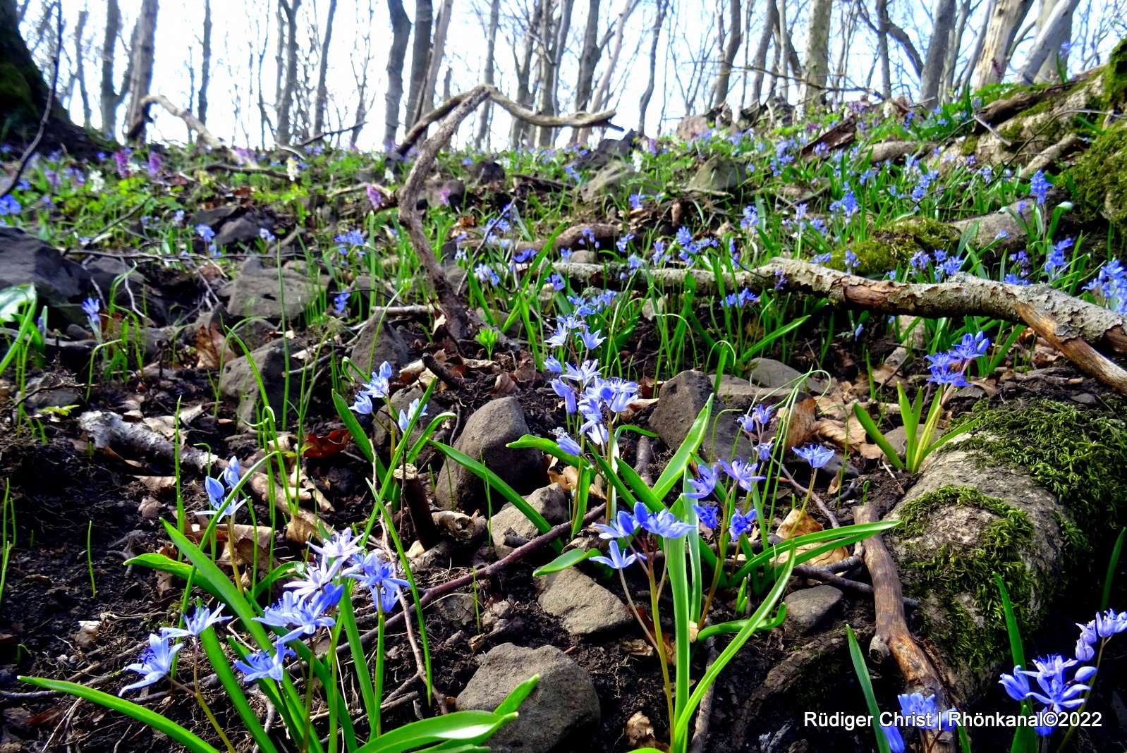 2022-03-28_Scilla_Scillablüte_Otzbach_Arzberg (9)