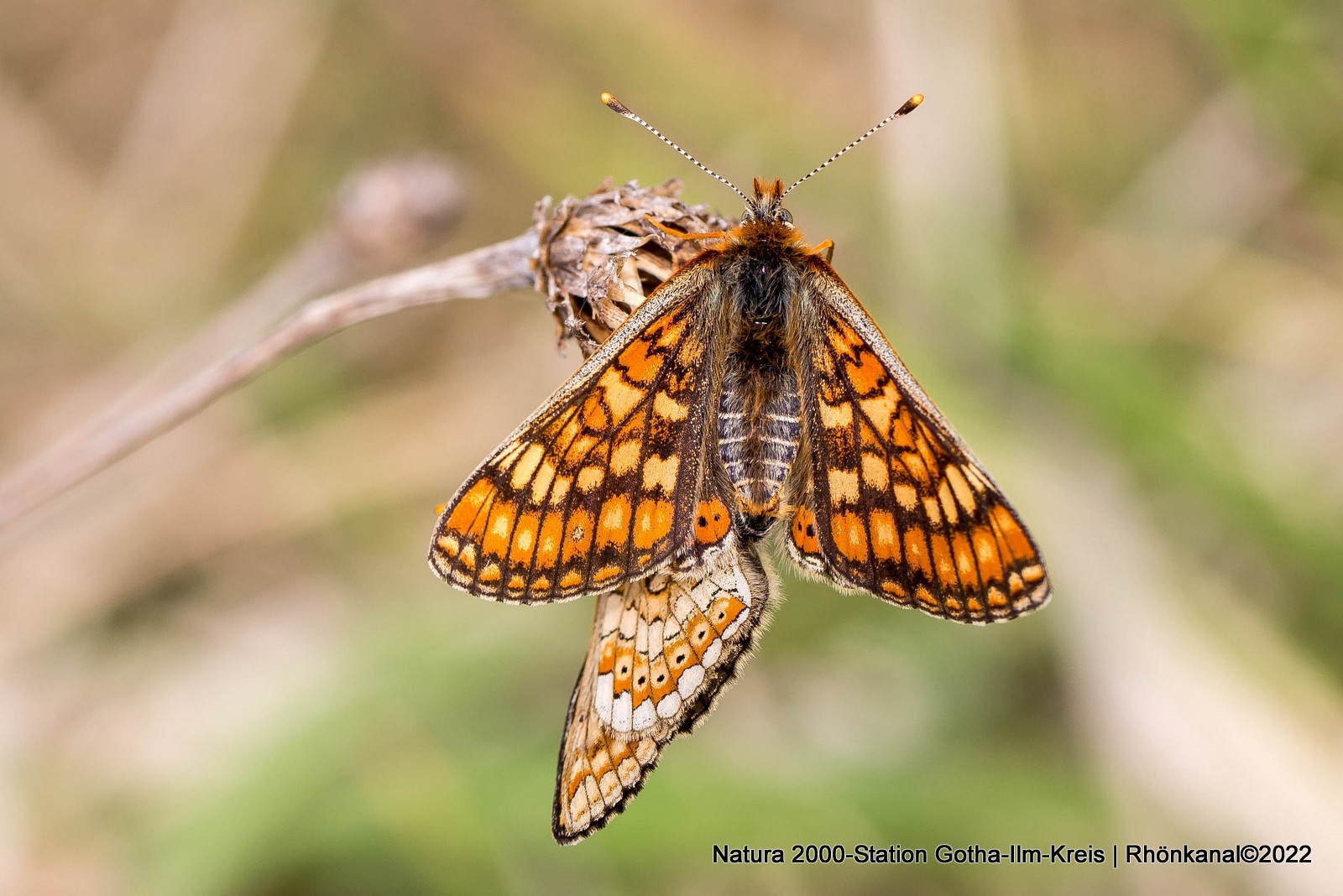 2022-05-31_Schmettering_Aurinia_Natur_Wandern_Rhön