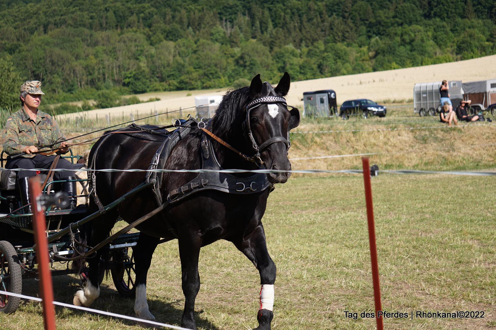 2022-07-18_Tag des Pferdes_Fischbach_sportfest (13)1
