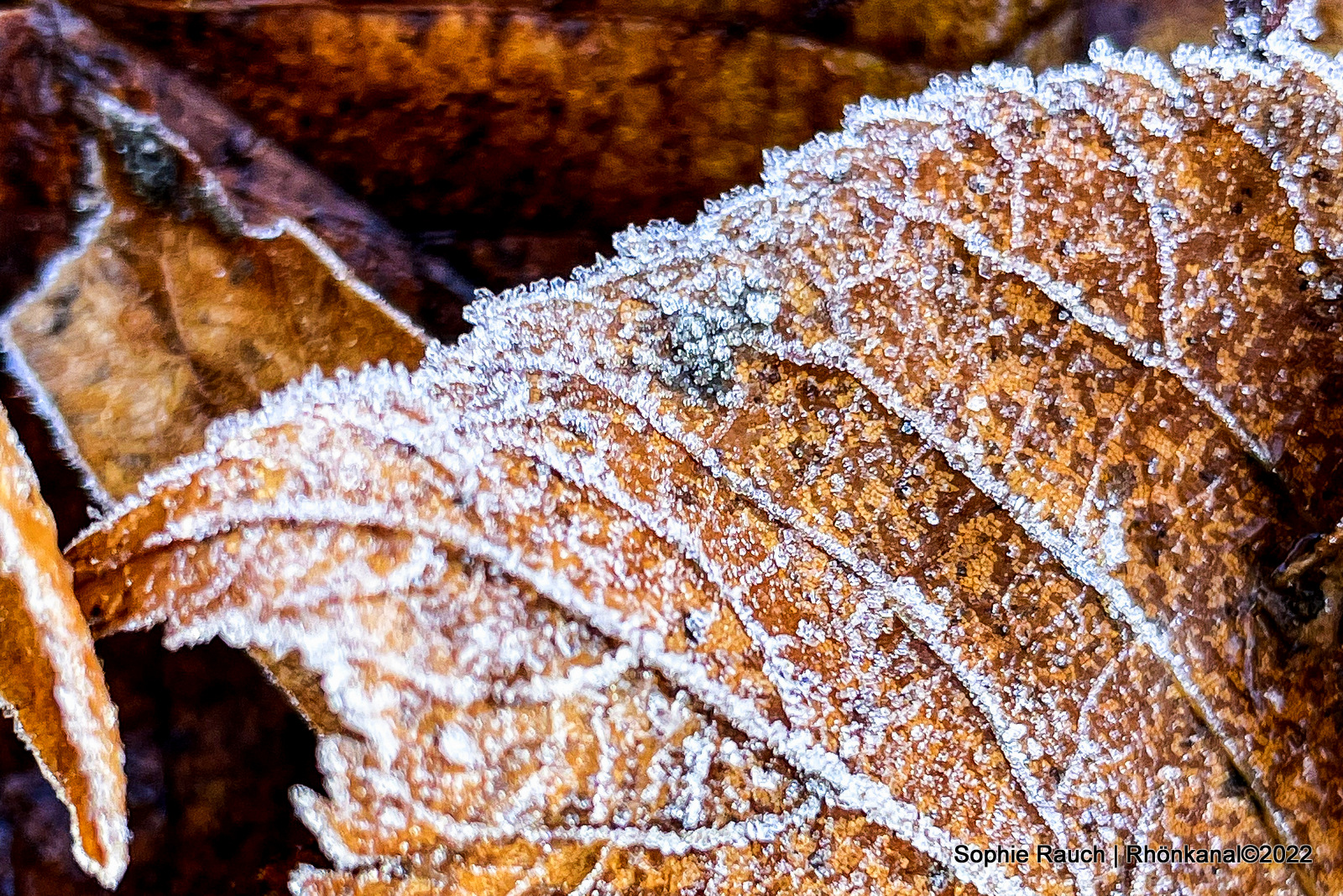 2022-09-01_Herbst_Rhön_Natur_Wald (7)