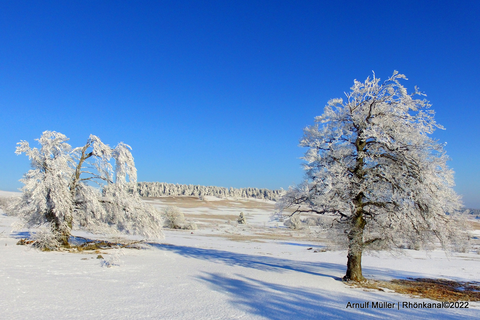 Hutebuchen Winter