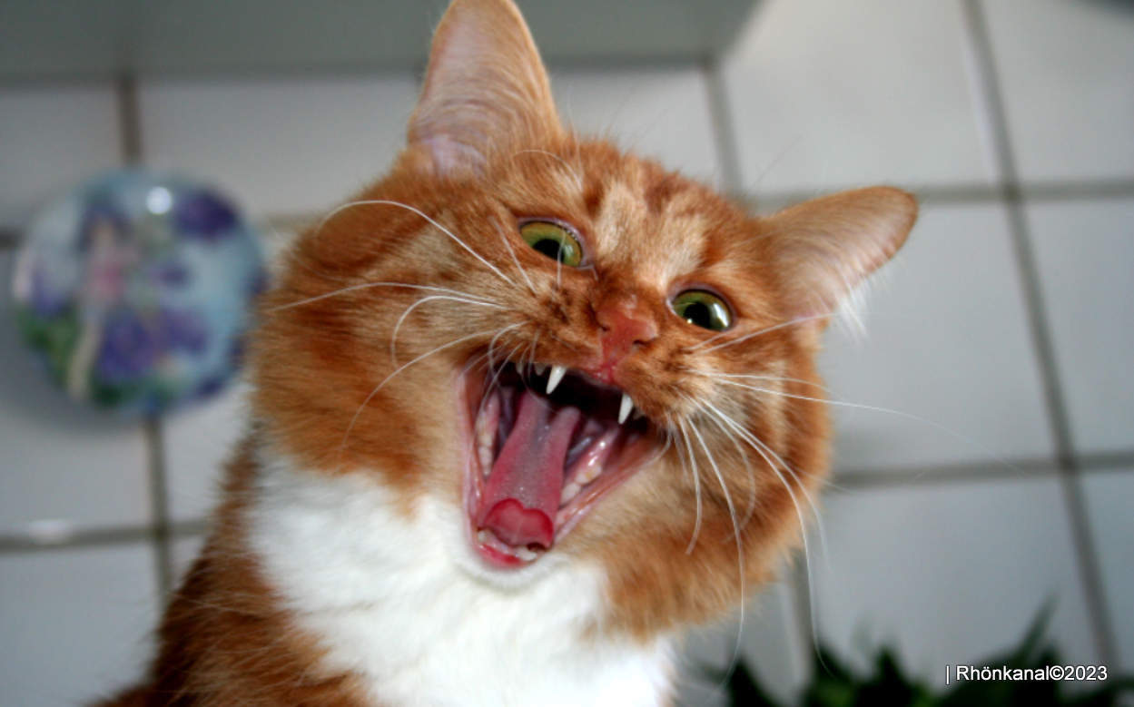 Katzen-katze (1)