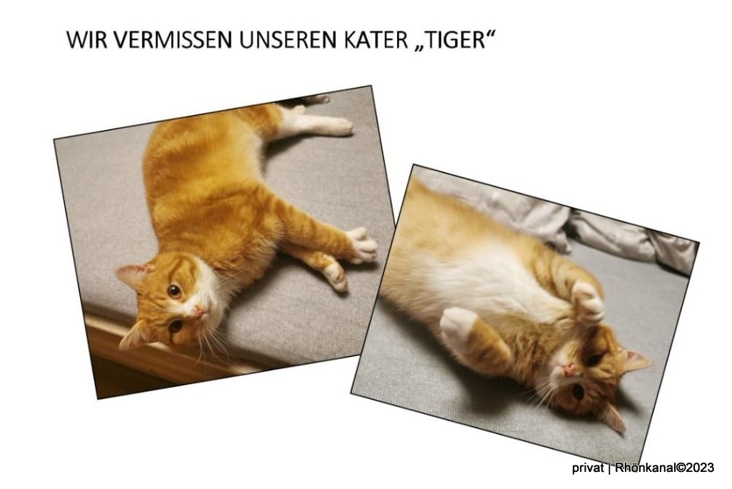 2023-11-16_Kater vermisst_Günthers (1)