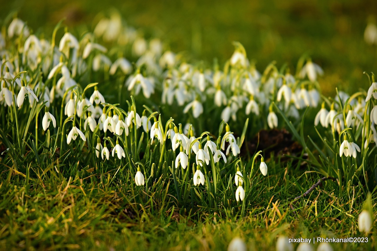 2023-12-11_Schneeglöckchen_Natur (1)