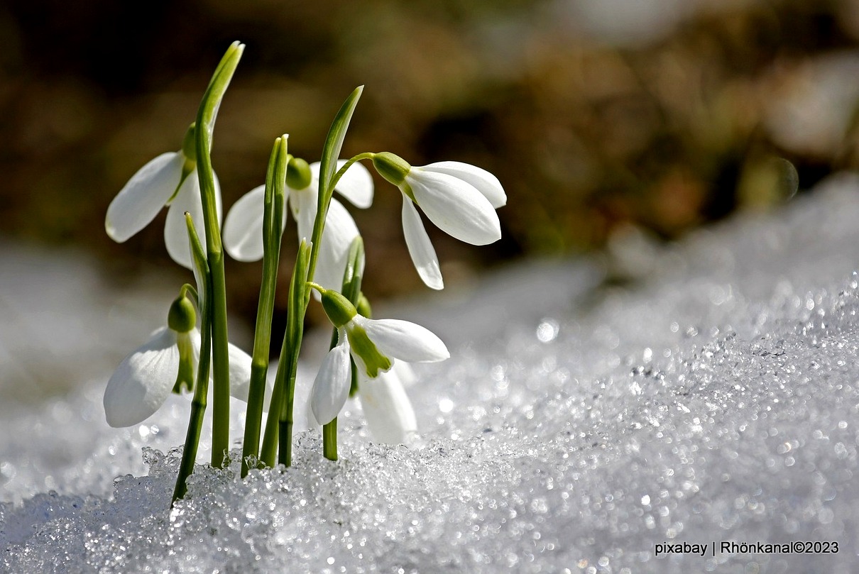 2023-12-11_Schneeglöckchen_Natur (2)