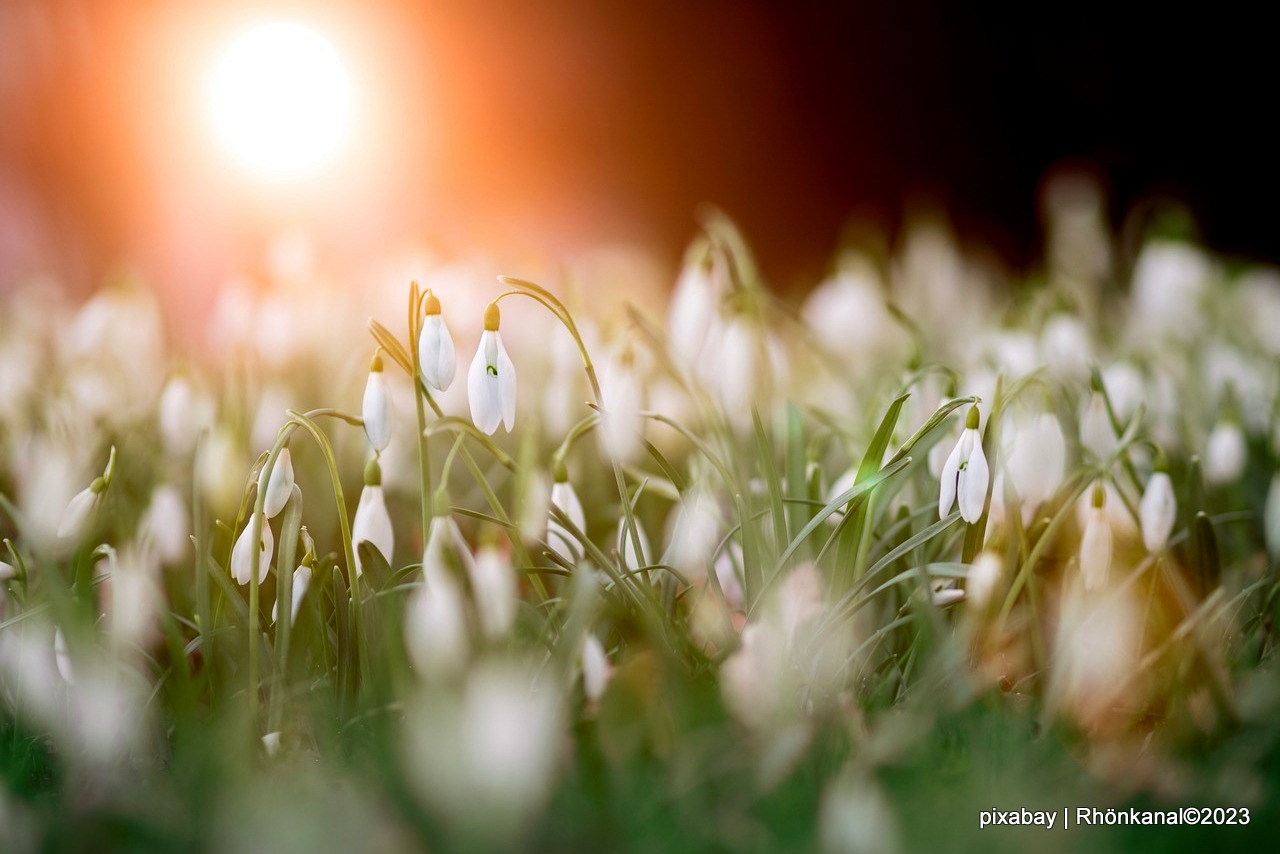 2023-12-11_Schneeglöckchen_Natur (3)