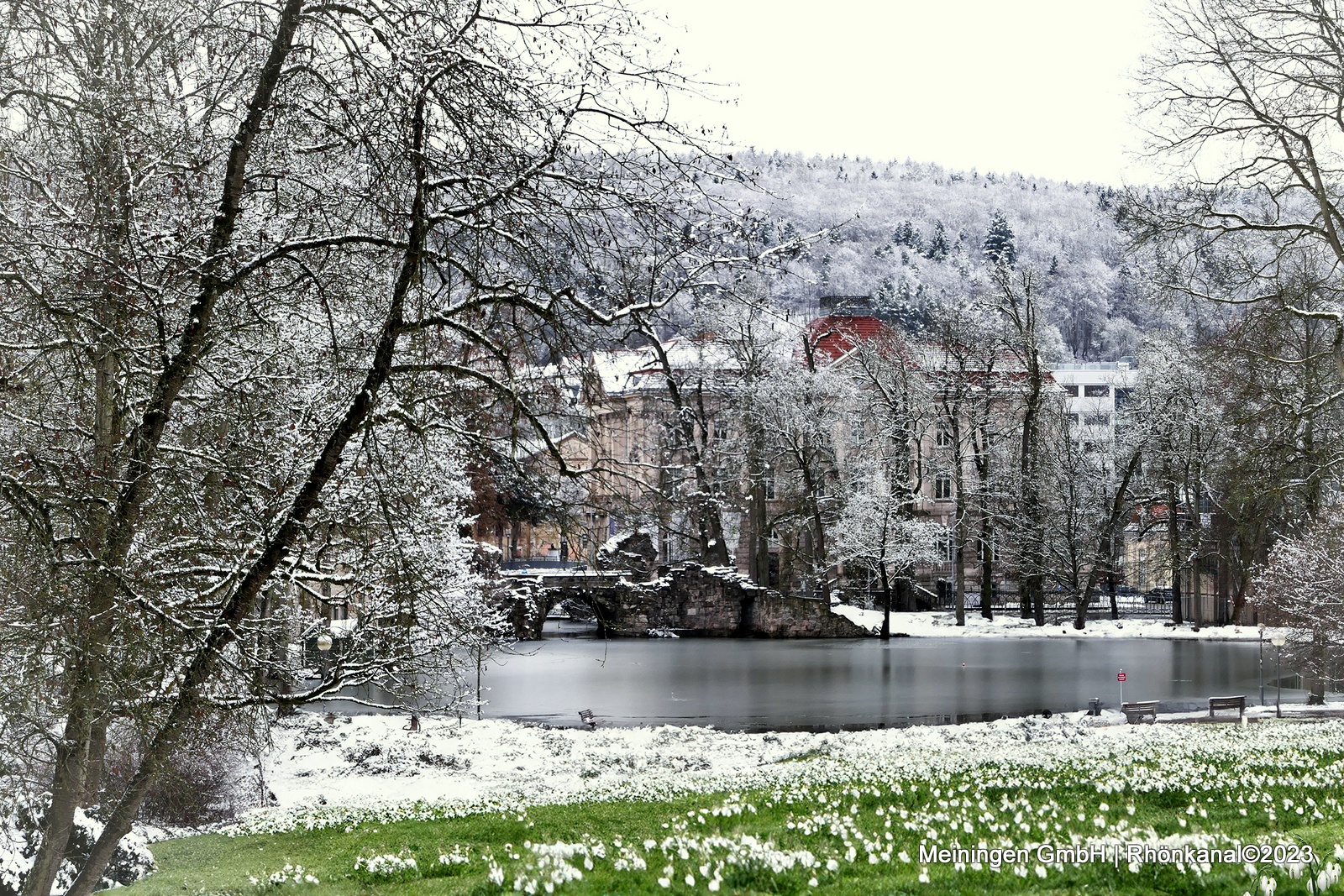 2023-12-11_Schneeglöckchen_wiese_Meiningen-1