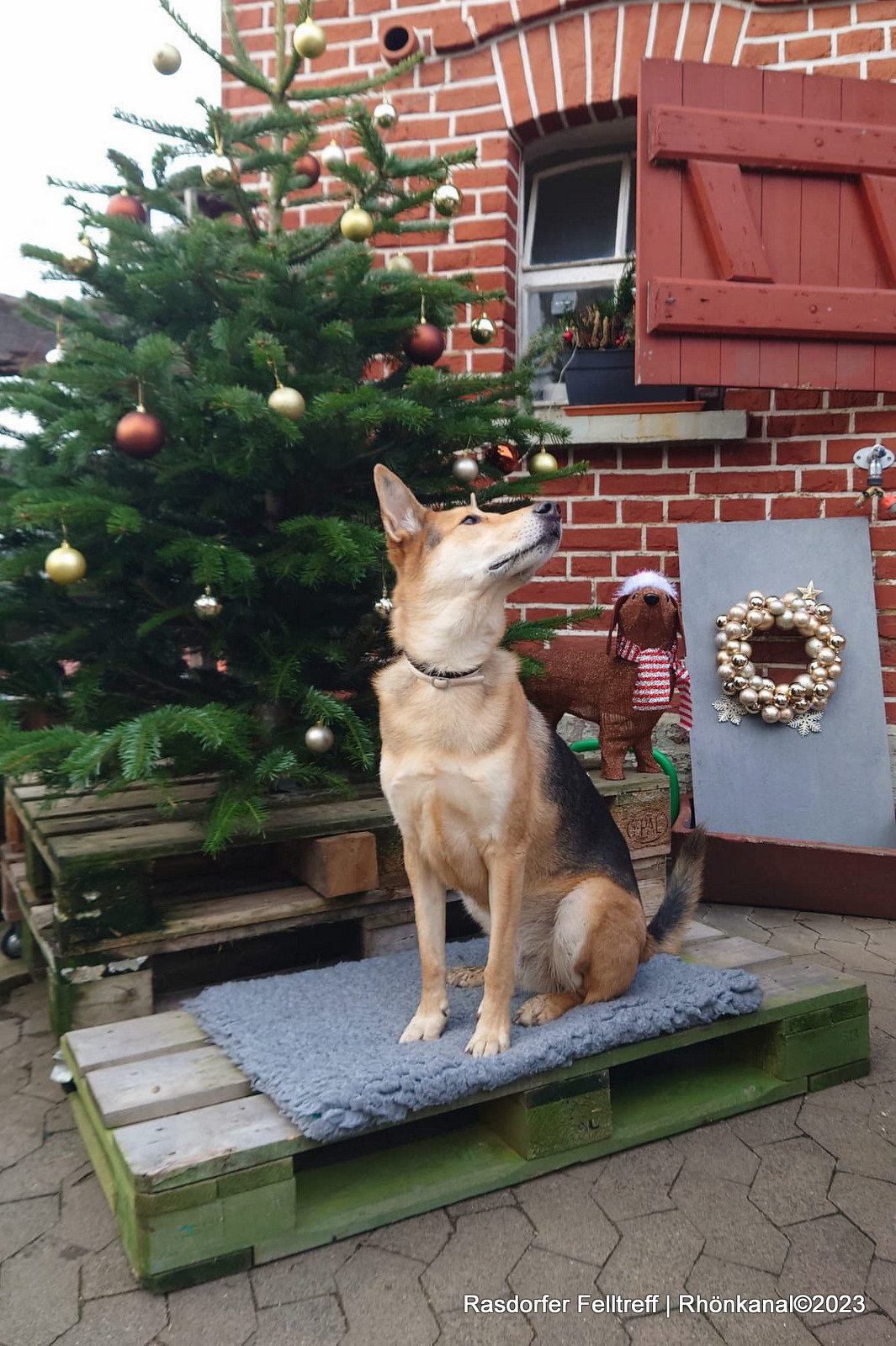 2023-12-18_Rasdorf_Felltreffen_Hunde_Gassi gehen (1)